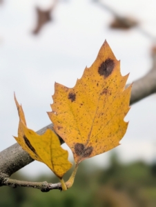 In autumn, the leaves turn yellowish-brown before falling off.