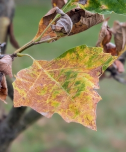 The leaves of the London planetree are simple and alternate. They grow six to seven inches wide and are leathery leaves that have three to five lobes each, similar to the maple. The leaf color is bright green and the margins are predominantly un-toothed.