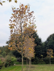 The London planetree, Platanus acerifolia 'Bloodgood,' is a relative of the mighty sycamore. It is actually a cross between two sycamore species - Platanus occidentalis, the American sycamore, and Platanus orientalis, the Oriental plane. Right now, these trees are about 15-feet tall, but they are fast growing and will reach up to 75 to 100-feet at full maturity with beautiful cylindrical habits.