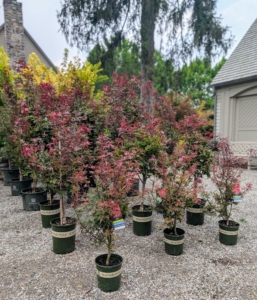 Once plants arrive at my farm, they are immediately placed in organized rows according to type so they are easy to see, count, water, feed, and access when it is time to plant.