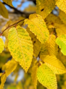 … and these are the leaves now, golden yellow in autumn. All the leaves will soon fall completely off the trees for winter.