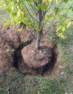 The tree sits in the hole at the right depth, which is "bare to the flare," or where the first main roots attach to the trunk. Tree roots need oxygen to grow. By placing the root flare at or slightly above ground level when planting gives the tree the best chance for survival, growth, and development.
