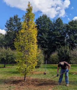 Alex uses a hard rake to give the area a finished look.