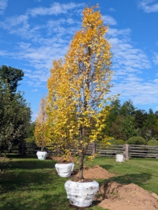 All the trees are positioned first before any planting begins.