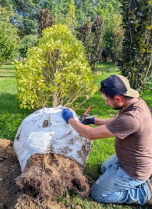 The protective wrapping and any wire or rope are removed from the root ball. If left untouched, these wrapping materials could reduce the ability of a tree’s roots to grow out into the surrounding soil. Some gardeners leave them in the ground, but I prefer to remove everything, so there is nothing blocking the root growth.