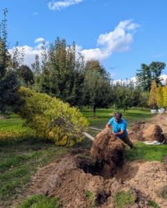 Each tree is carefully rolled into its hole by its center stem, trunk, or base – never handle by its branches, which could break.