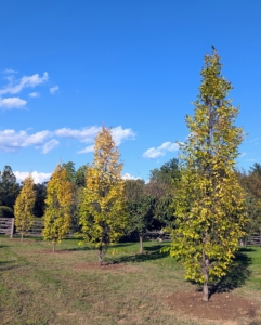 Here, one row is complete and looks great. These trees are sure to develop so beautifully here in my orchard - the soil is so rich with nutrients.