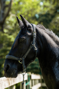 And here he is after weeks of recovery - Stewart is already looking more alert and healthy. (Photo courtesy of Dorset Equine Rescue)