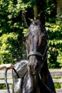 After a month at DER, Stewart already looked so much better. Here he is in July. (Photo courtesy of Dorset Equine Rescue)