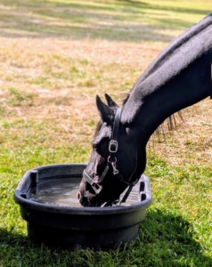 The horses were shown their water source right away. Horses drink water by siphoning it through pursed lips, not by lapping it up like other animals. Stewart and Ulysses are good drinkers.