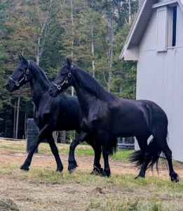These horses are bonded, which means they have developed a strong connection to each other, due mostly to the time they've spent together.