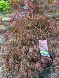 The Red Dragon Japanese maple, Acer palmatum var. dissectum 'Red Dragon,' has an attractive lacy appearance and as fall temperatures cool, the foliage changes to a bright, apple red color.