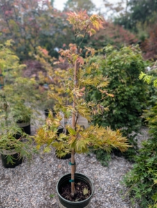 Autumn Moon Fullmoon Japanese Maple, Acer shirasawanum 'Autumn Moon,' is admired for its vibrant fall foliage and interesting leaf shape.