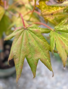 The leaves are fan-shaped and emerge in spring with a bright yellow to burnt orange color. As the season progresses, the leaves display a range of shades ,including peach and apricot, especially when grown in full sun.