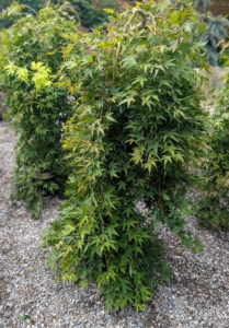 This is a Ryusen Weeping Japanese maple, Acer palmatum 'Ryusen.' It is known for its cascading branches and vibrant seasonal foliage.