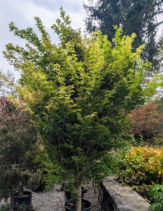 Coral Bark Japanese maple, Acer palmatum 'Sango Kaku,' is a beautiful small deciduous tree that thrives in bright dappled shade in warmer areas or in full sun in cooler regions.