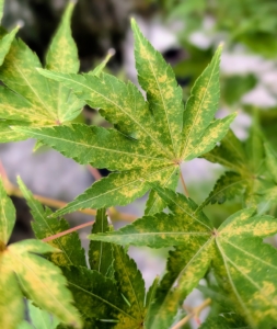 During spring and summer, its foliage is a light yellow to almost neon green in color that turns a striking yellow or salmon-red hue in autumn.