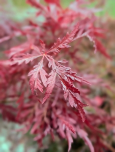 The leaves are deeply cut, feathery, and fern-like. My other Red Dragon Japanese maples do so wonderfully here at the farm and add such great color to the gardens - this one will too.