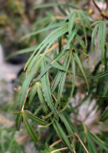In contrast, this is the lacy foliage of a Ribbon-Leaf Japanese Maple, Acer palmatum 'Atrolineare.' It is a small tree with elegant, fine-textured, palmate leaves. The finger-like foliage emerges red in spring, is bronze-red and green in summer, then turns brilliant red and orange in fall.