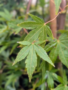 The leaves are generally green and palmate with five lobes each.