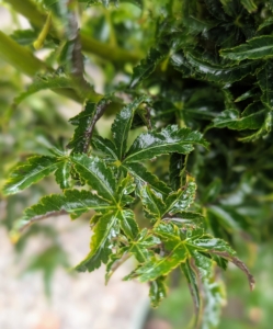 This is the foliage of a Shishigashira Japanese Maple, Acer palmatum 'Shishigashira' - a compact, slow-growing tree that typically reaches seven to 15 feet tall. It features heavily curled and crimped green leaves that turn to brilliant yellow with fiery orange and red highlights in autumn.