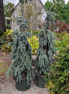 Monrovia also sent me this silver-blue evergreen, The Blues Blue Spruce, Picea pungens 'The Blues'. It has weeping branches and an irregularly spreading and drooping top.