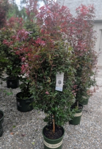 Twombley's Red Sentinel Japanese Maple, known botanically as Acer palmatum 'Twombly's Red Sentinel' is columnar and narrow in form and shows off a rich green to burgundy foliage.