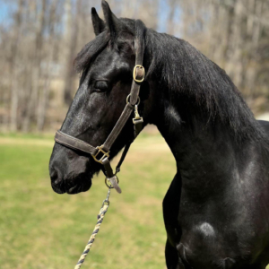 Ulysses is now three-years old and doing very well. (Photo courtesy of Dorset Equine Rescue)