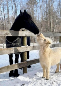 At DER, Ulysses was well-socialized and loved by so many horses and humans. Socialization and enrichment are crucial in rehabilitation. (Photo courtesy of Dorset Equine Rescue)