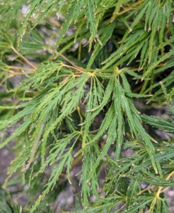 It is known for its finely dissected leaves that emerge almost fluorescent green in spring, then mature to a dark green in summer, and bright golden-yellow in fall.