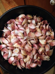 The garlic bulbs are separated into cloves before planting and then soaked in a fertilization solution. This garlic variety is Chesnok Red loved for its rich flavor as an all-purpose cooking garlic. And, if you’re a little unsure of the terminology, the entire garlic is called a “head” or “knob.” And each small, individual segment of a garlic head is the garlic clove.