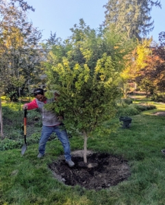 Here, Pete is planting a Coral Bark Japanese maple, Acer palmatum ‘Sango Kaku,’ - a beautiful small deciduous tree that thrives in bright dappled and shade.