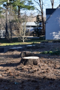 Here is the garden without those towering evergreens.