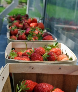 Think back to those juicy summer strawberries. Strawberries are among the most popular fruits here in the United States. I love eating strawberries fresh from the garden or as jams and jellies I make myself. Do you know why it is called a “strawberry”? One theory is that woodland pickers strung them on pieces of straw to carry them to market. Others believe the surface of the fruit looks embedded with bits of straw. Still others think the name comes from the Old English word meaning “to strew,” because the plant’s runners stray in all directions as if strewn on the ground.