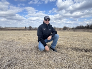 And here is Keene after the everything is planted and covered. Growing garlic from clove usually takes about nine months.