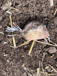 Five days after planting, the cloves are checked for root development. The pre-planting fertilization soak primes the cloves for fast root development and reduces the risk of fungal or bacterial infections from the soil.