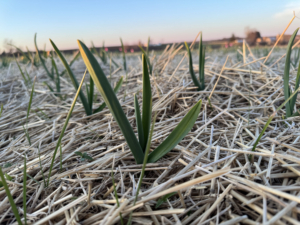 Here they are just two weeks later. Garlic grows very fast.