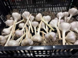 The garlic is harvested in late July. Here is one crate of beautiful garlic curing. Curing garlic refers to the process of drying harvested garlic bulbs to enhance their flavor, extend their shelf life, and prepare them for long-term storage. This process takes two to three weeks.