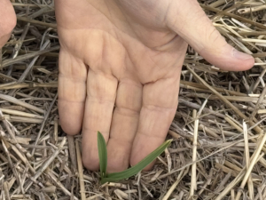 And come late March sprouts start popping up everywhere.