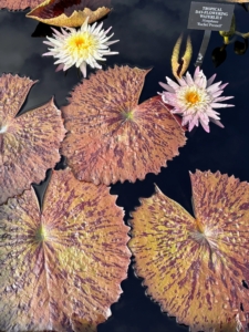 Tropical day-flowering water lily Nymphaea ‘Rachel Presnell’ has large, flat blooms and heavily mottled lily pads.(Photo by James Sutton)