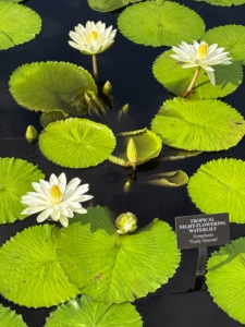 This is tropical night-flowering water lily Nymphaea 'Trudy Slocum' with almost perfectly round emerald green leaves and nearly flat white flowers. (Photo by James Sutton)