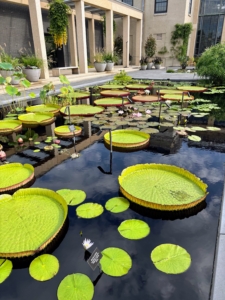 I was excited to see all the water lilies at Longwood's newly renovated Waterlily Court. Victoria cruziana and Victoria amazonica were crossed to create these Longwood hybrids. (Photo by James Sutton)
