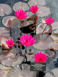 This is tropical night-flowering water lily Nymphaea 'H.C. Haarstick' known for its dark reddish brown leaves and bold pink flowers. (Photo by James Sutton)