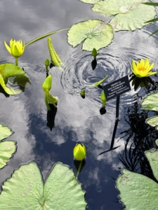 This is a rare water lily species that was recently collected in Tanzania as part of Longwood's conservation efforts in that country. (Photo by James Sutton)