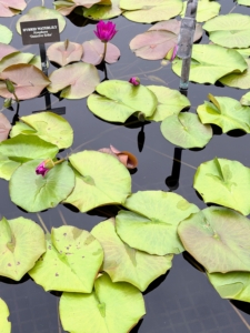 Hybrid water lily Nymphara 'Detective Erika' has prolific blooms that are purple and grow up to seven inches wide.