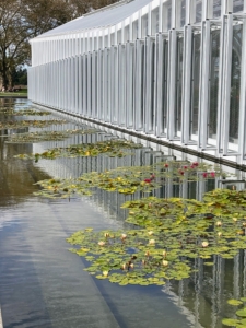 More hardy water lilies grace the south side of the new West Conservatory. (Photo by James Sutton)
