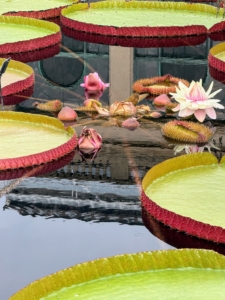 Here is a mother plant with its offshoot leaves and blooms.