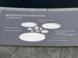 Longwood displays very easy-to-understand diagrams of how water platters or water lilies are structured. They have center mother plants with shallow, extensive roots. The stems are long and flexible and help to float the leaves and flowers to the surface.