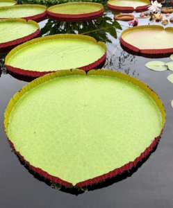 Some of these water platters can hold up to 160 pounds.