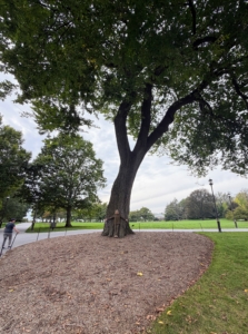 Can you see me? I am at the base of this remarkable Elm, the last American Elm at Longwood Gardens. This tree was planted in the 1930s and is the last to survive Dutch elm disease, a fungus that gums up the xylem cells, blocking the upward movement of water and nutrients to the branches.